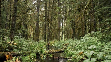 The Forest Service wants to open 9.2 million acres to potential logging. Here’s your chance to say something about it.