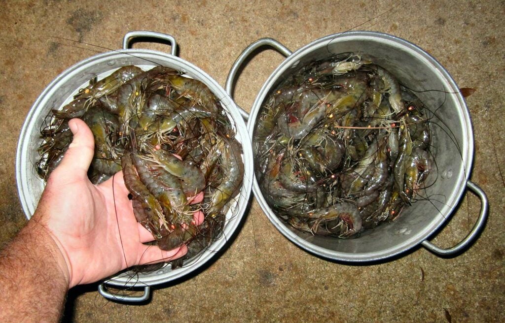 two buckets full of florida shrimp