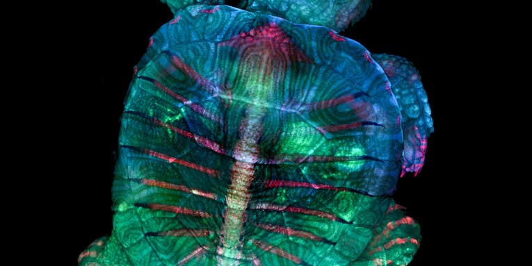 This fluorescent turtle embryo is just one of the year’s most captivating photos of tiny stuff