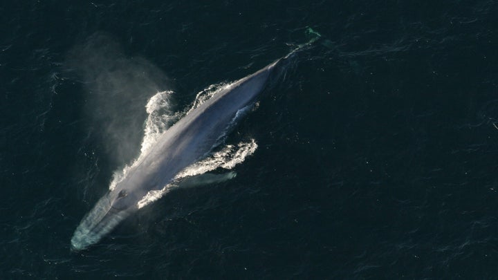 What’s big, lives underwater, and fights climate change with its body and booty? Whale give you one guess.