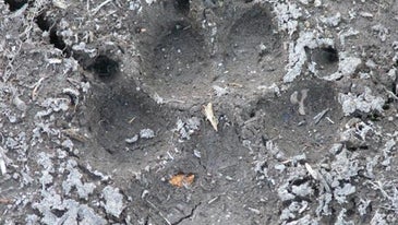 How to identify the tracks of 10 common North American animals