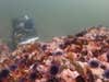diver examines bare rock covered in purple sea urchins