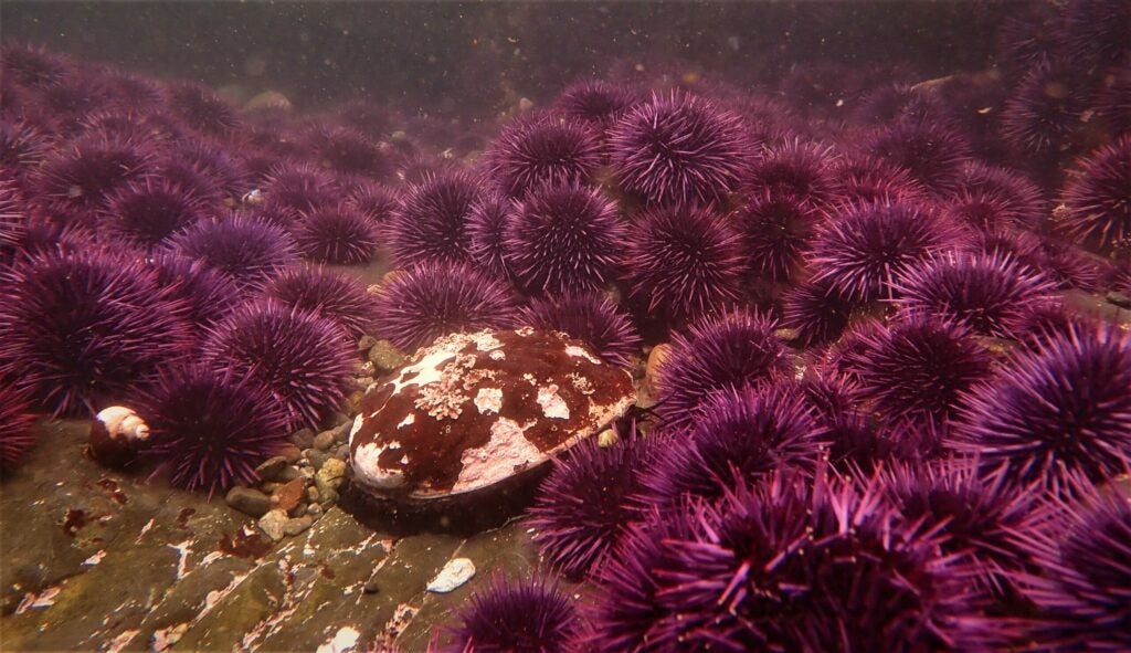 an abalone sits amongst purple sea urchins