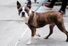 boston terrier on a leash
