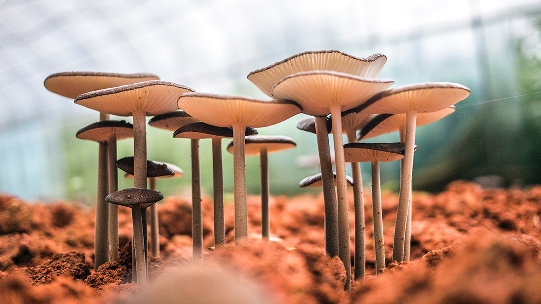 Kits to help you grow your own mushrooms