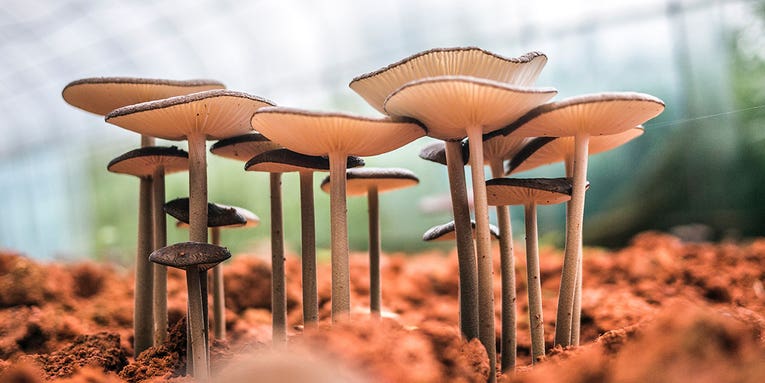 Kits to help you grow your own mushrooms