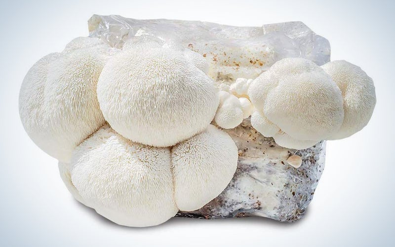 Grow Your Own Mushrooms Kit - Colonized Lion's Mane Mushrooms