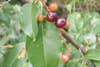 red and orange wild cherries growing on a branch among leaves