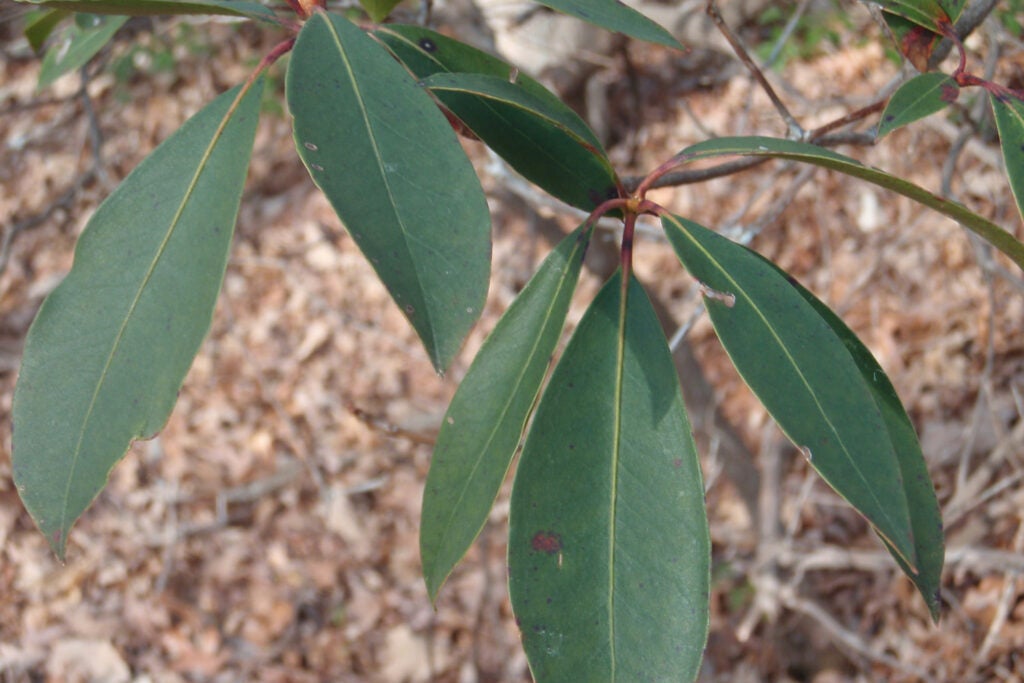 Rhododendron leaves in the forest