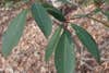 Rhododendron leaves in the forest