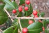 red American holly berries on a holly branch