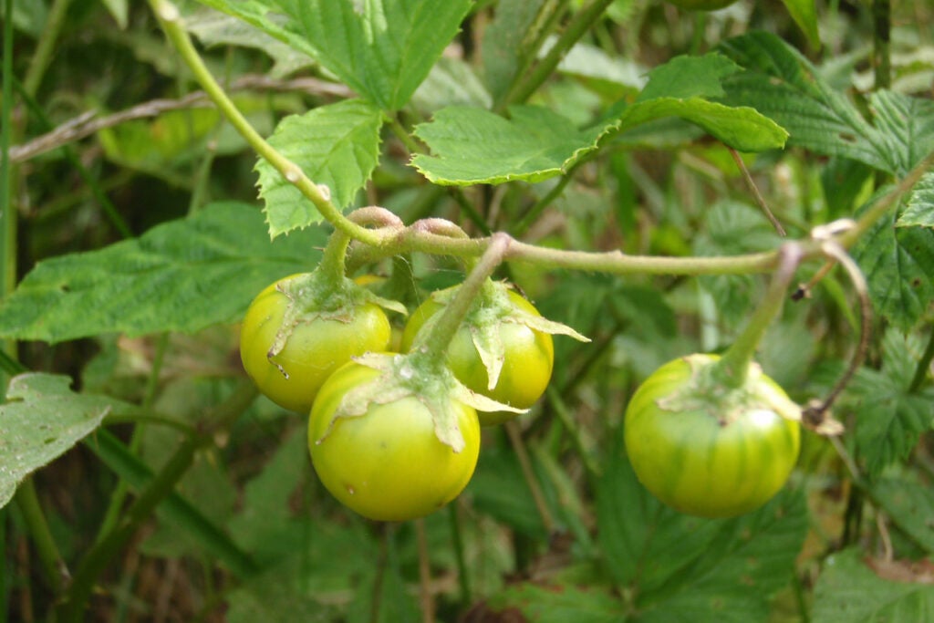 green Carolina horsenettle, or horse nettle, berries that look like tomatoes