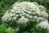 a giant hogweed plant
