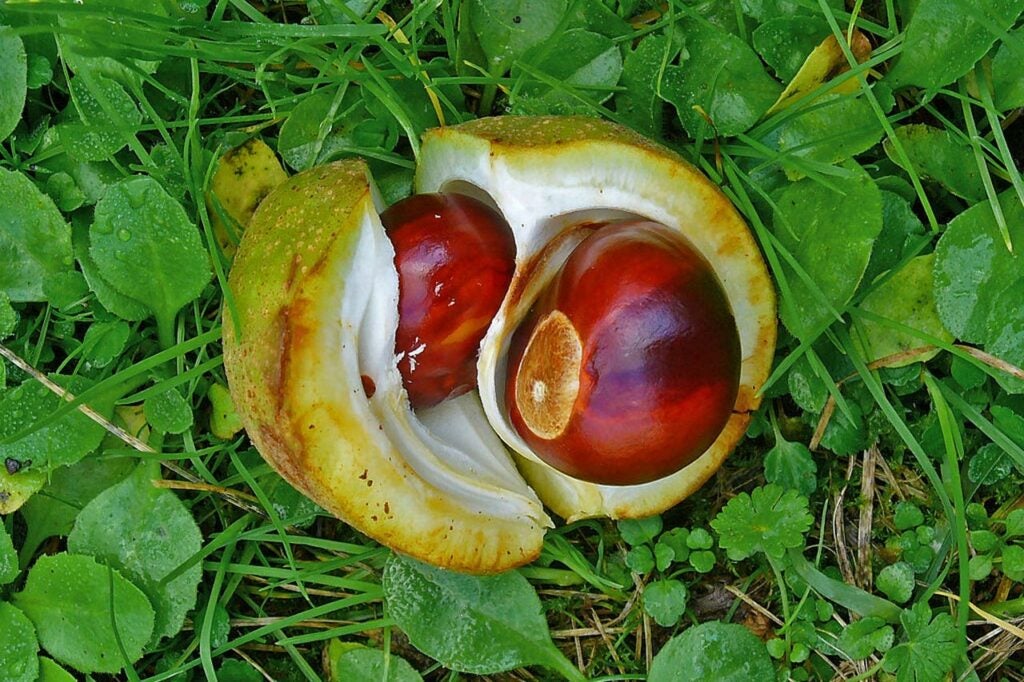a buckeye nut cracked open