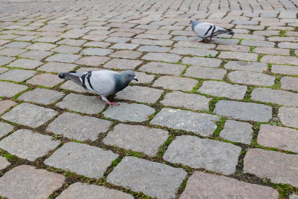 pigeons on the cobblestones