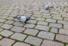 pigeons on the cobblestones