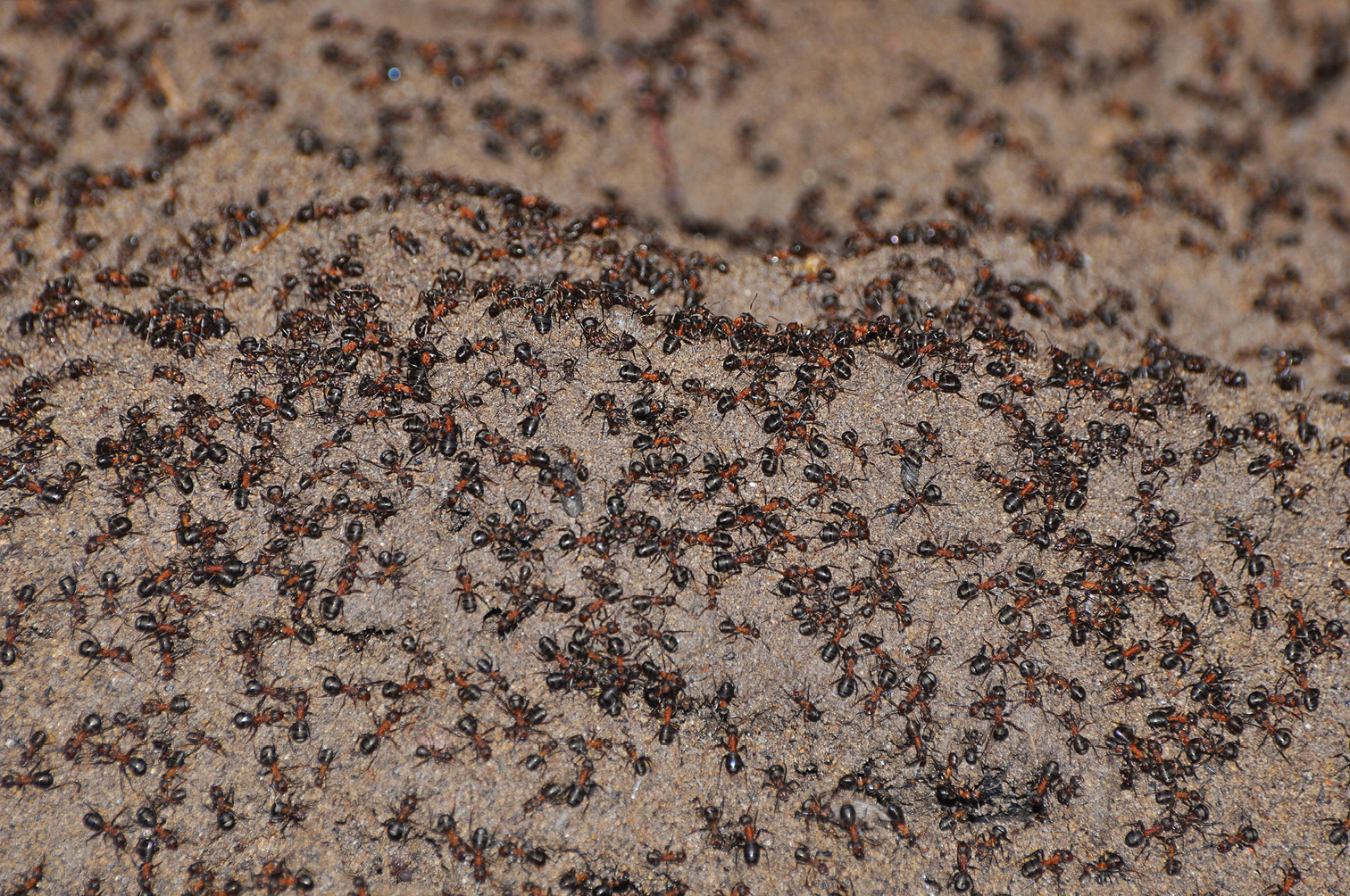 Scientists helped a horde of cannibal ants escape from a Soviet nuclear bunker