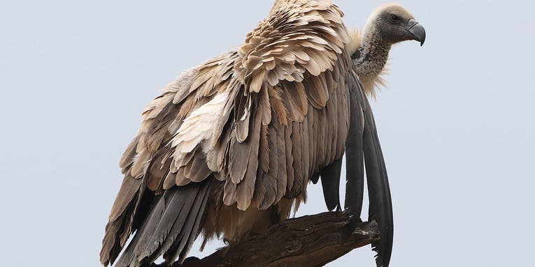 Vultures are going extinct because people won’t stop consuming their brains