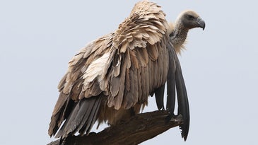 A vulture perched in a tree.