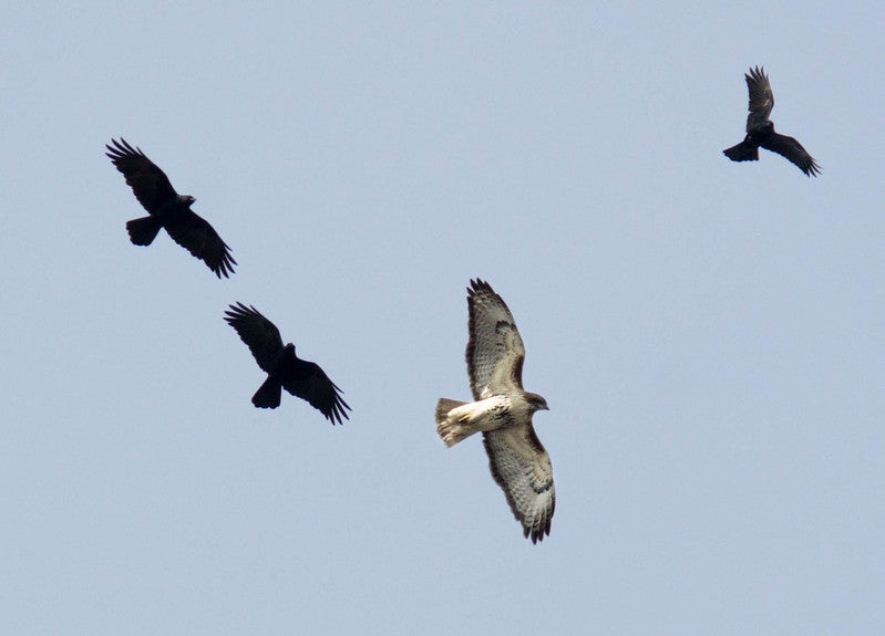 Three fish crows attacking a red-tailed hawk