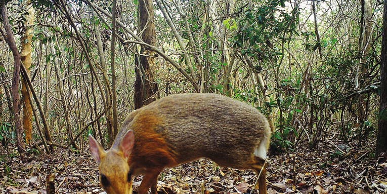 What looks like a deer, is the size of a rabbit, and was just photographed for the first time in decades?