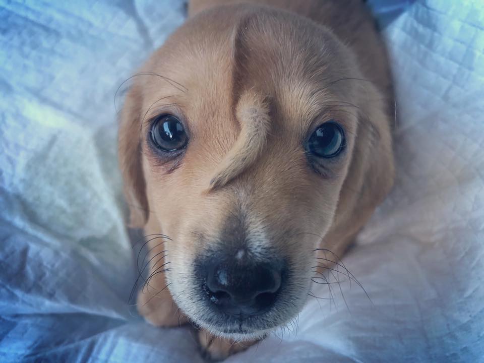 The science behind this adorable puppy's forehead tail | Popular Science