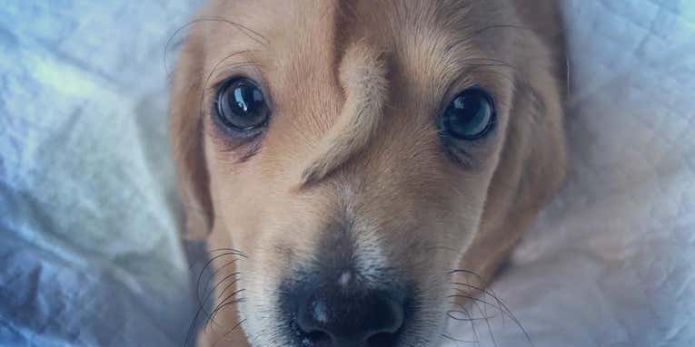 The science behind this adorable puppy’s forehead tail