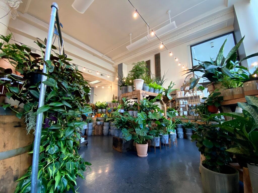 Super wide plant store example.