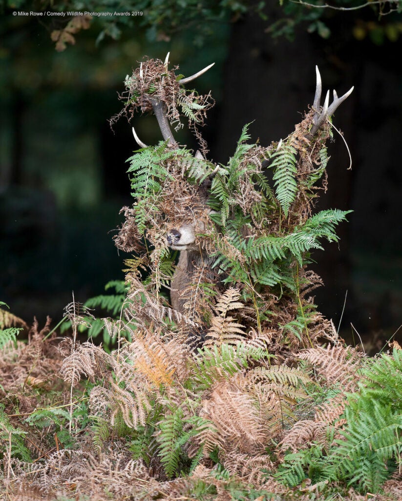 Male deer covered in ferns