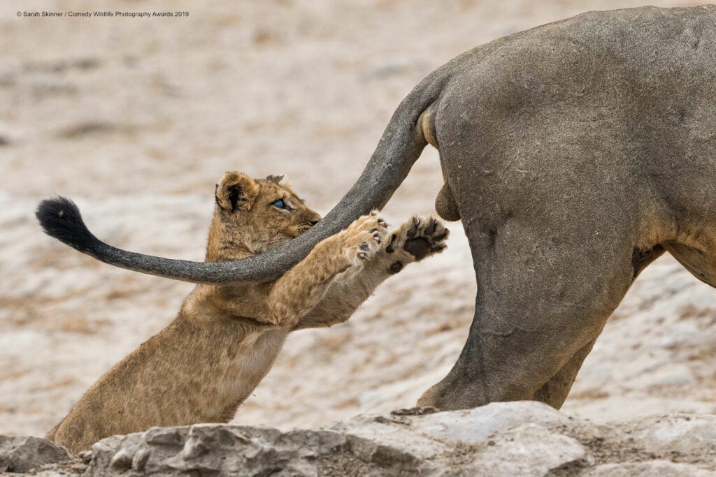 Lion cub reaching for a mammal's testicles