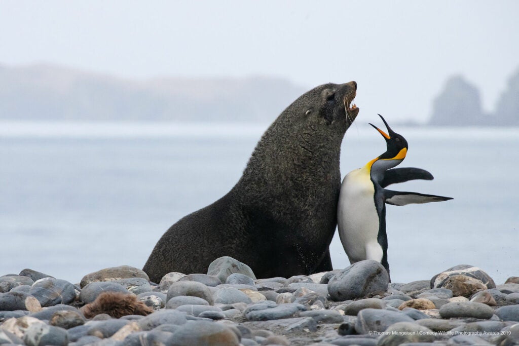 Sea lion facing off with an emperor penguin
