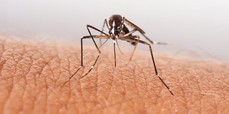 Mosquitoes are becoming resistant to our best defenses