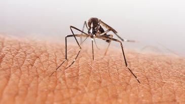 close up of mosquito on skin