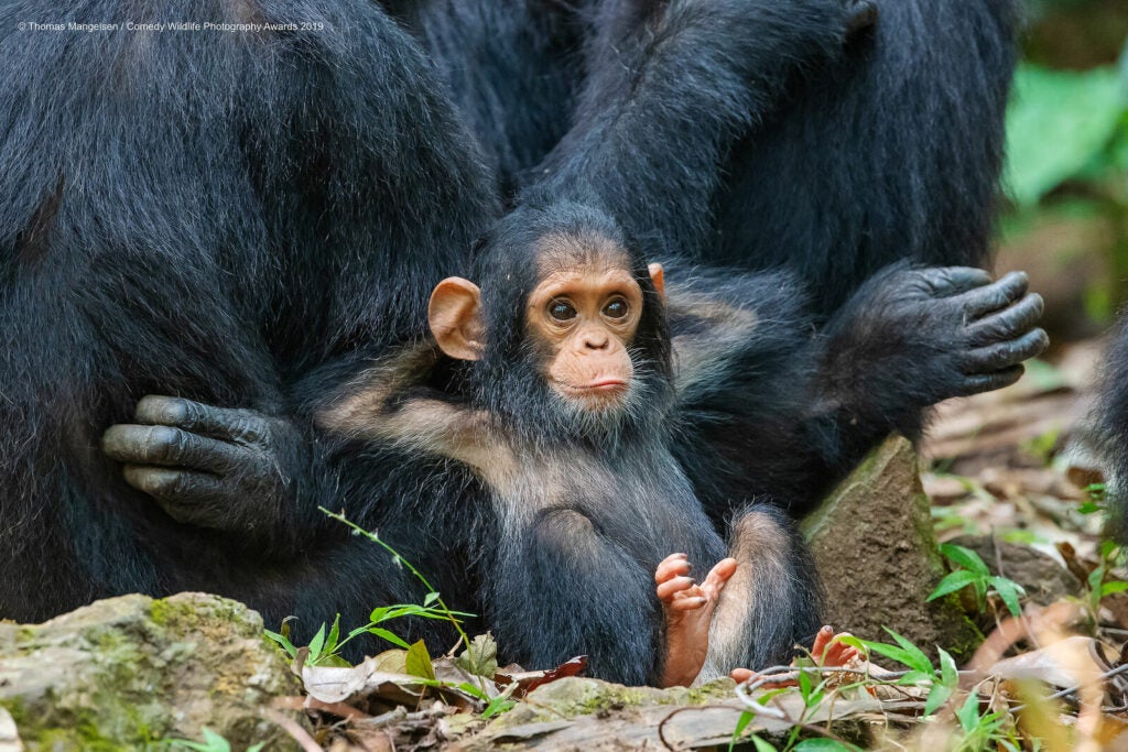 Baby chimp leaning back on adults