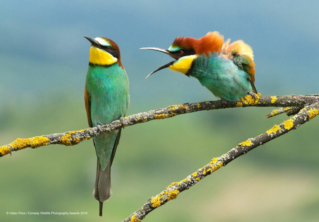 Bee-eaters perched next to each other