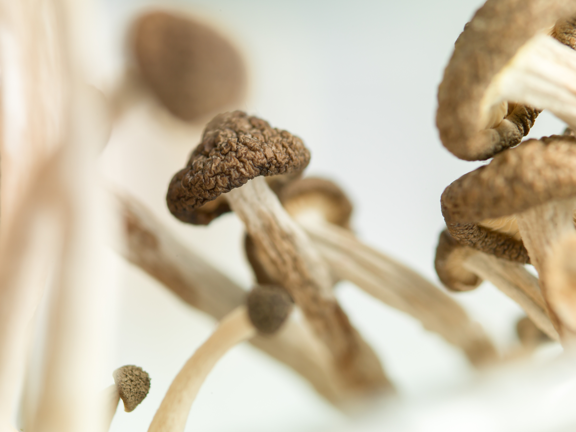 The FDA is fast-tracking a second psilocybin drug to treat depression