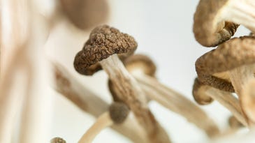 The FDA is fast-tracking a second psilocybin drug to treat depression