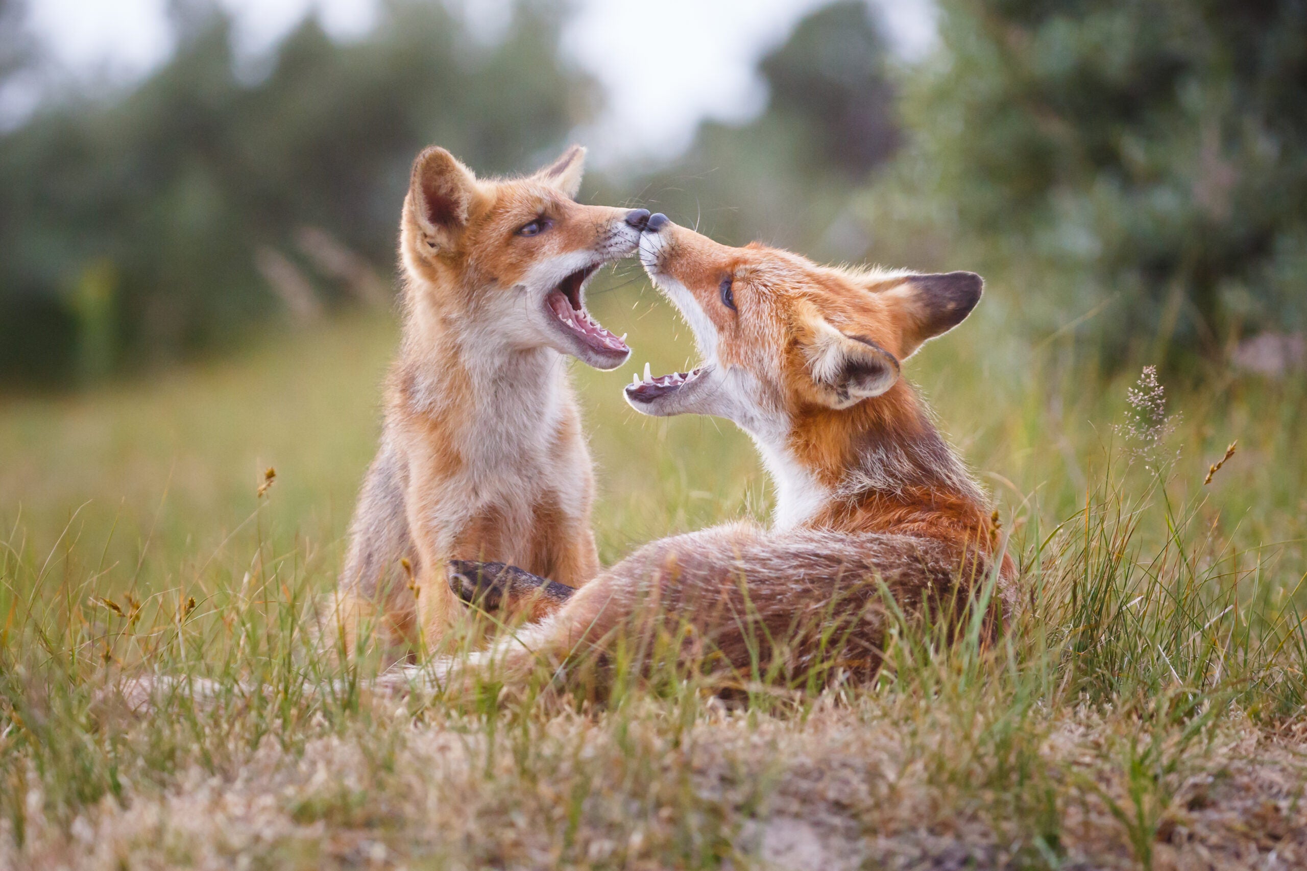Why do some animals engage in same-sex sexual behavior? The better question  is... why not?
