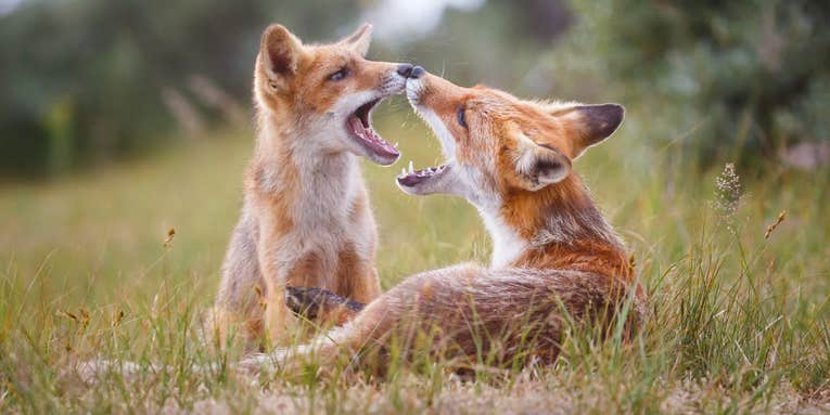 Why do some animals engage in same-sex sexual behavior? The better question is… why not?