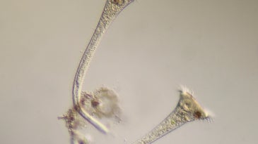 Stentor roeselii cells