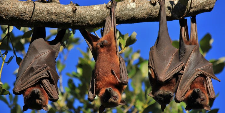 It’s time to start paying attention to Nipah virus