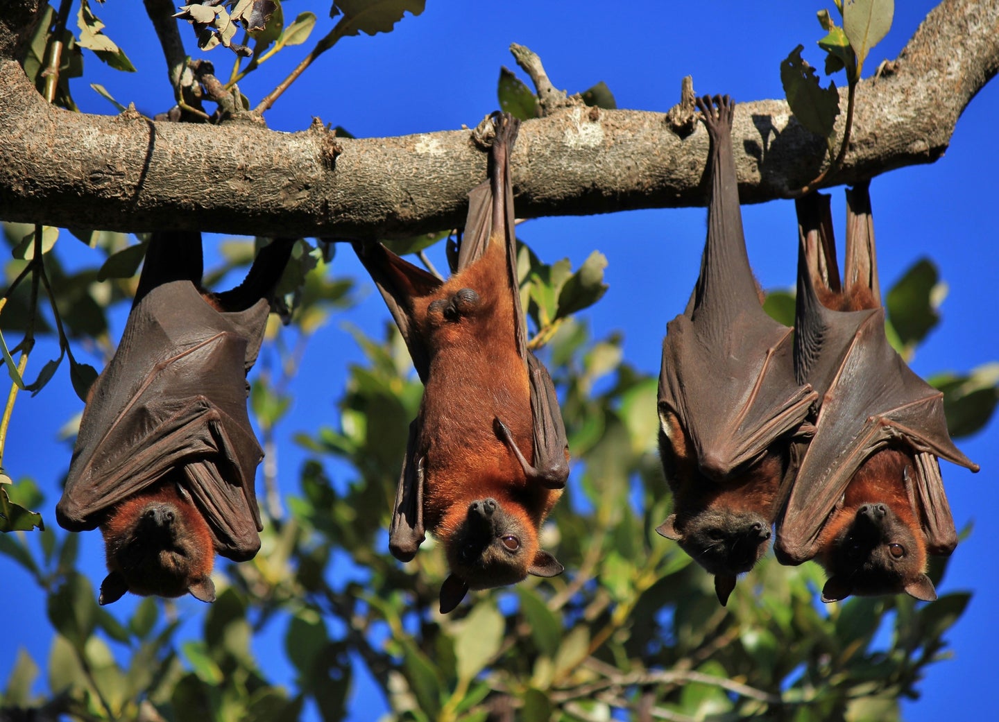 fruit bats hanging in a tree