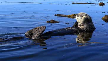A modest proposal for hunting sea otters