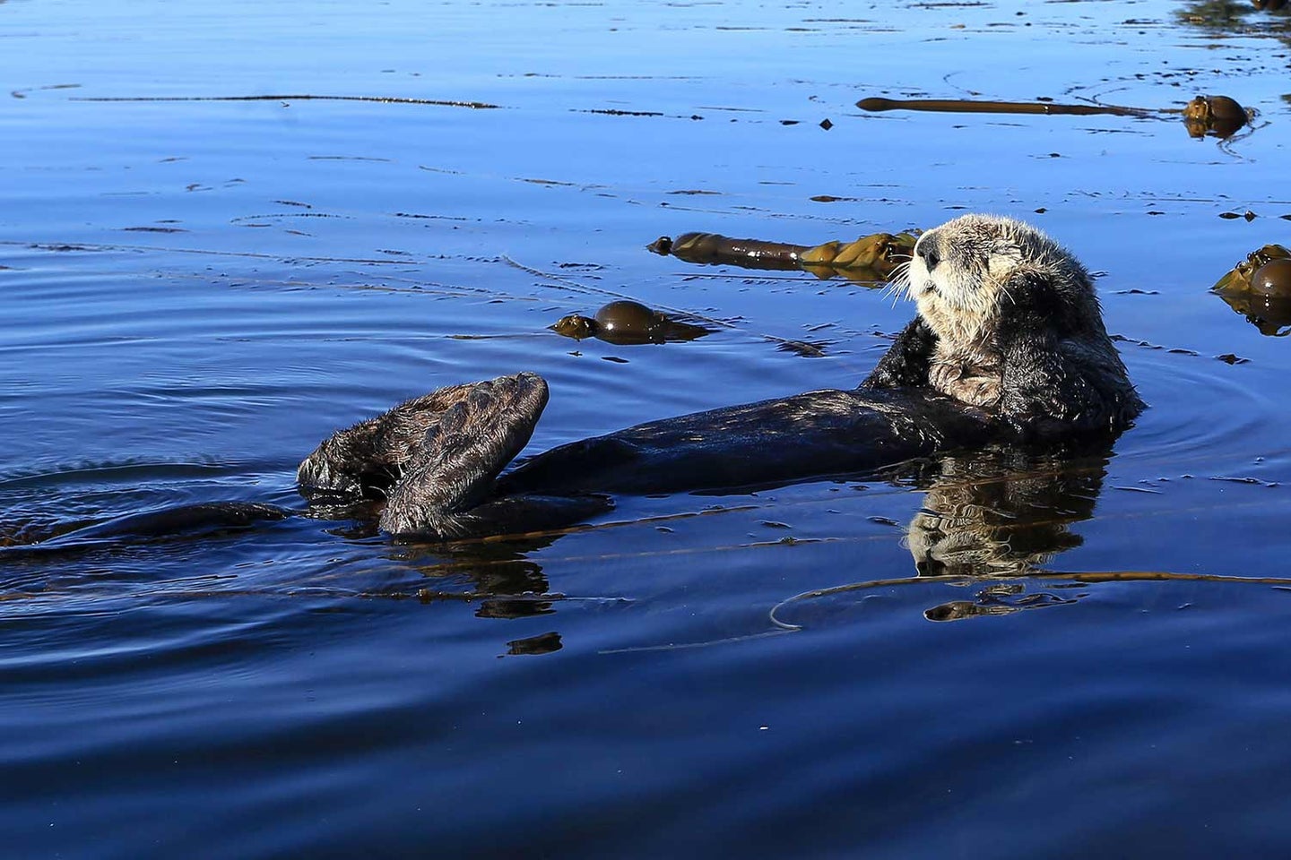 A northern sea otter swims on its back in Kodiak National Wildlife Refuge.