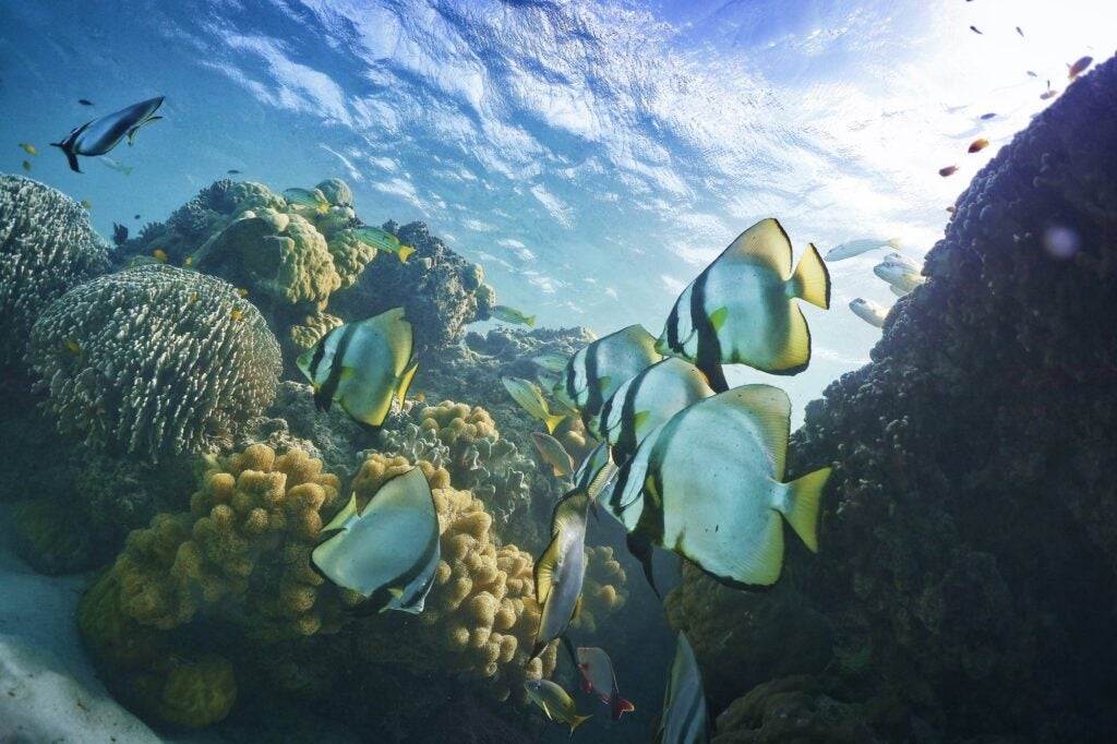 Batfish on a coral reef.