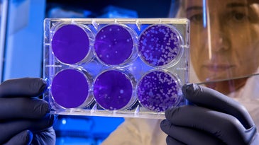 scientist in clean suit holding up a tray of cells stained purple