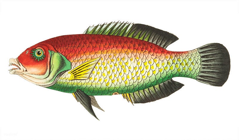 An illustration of a black-finned sparus or purplish sparus from the late 18th century.