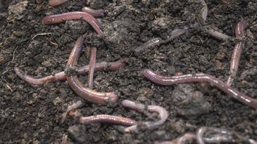 Invasive earthworms are burrowing into boreal forests worldwide