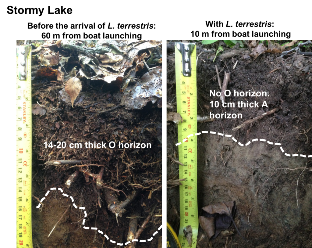 soil with worm boundaries
