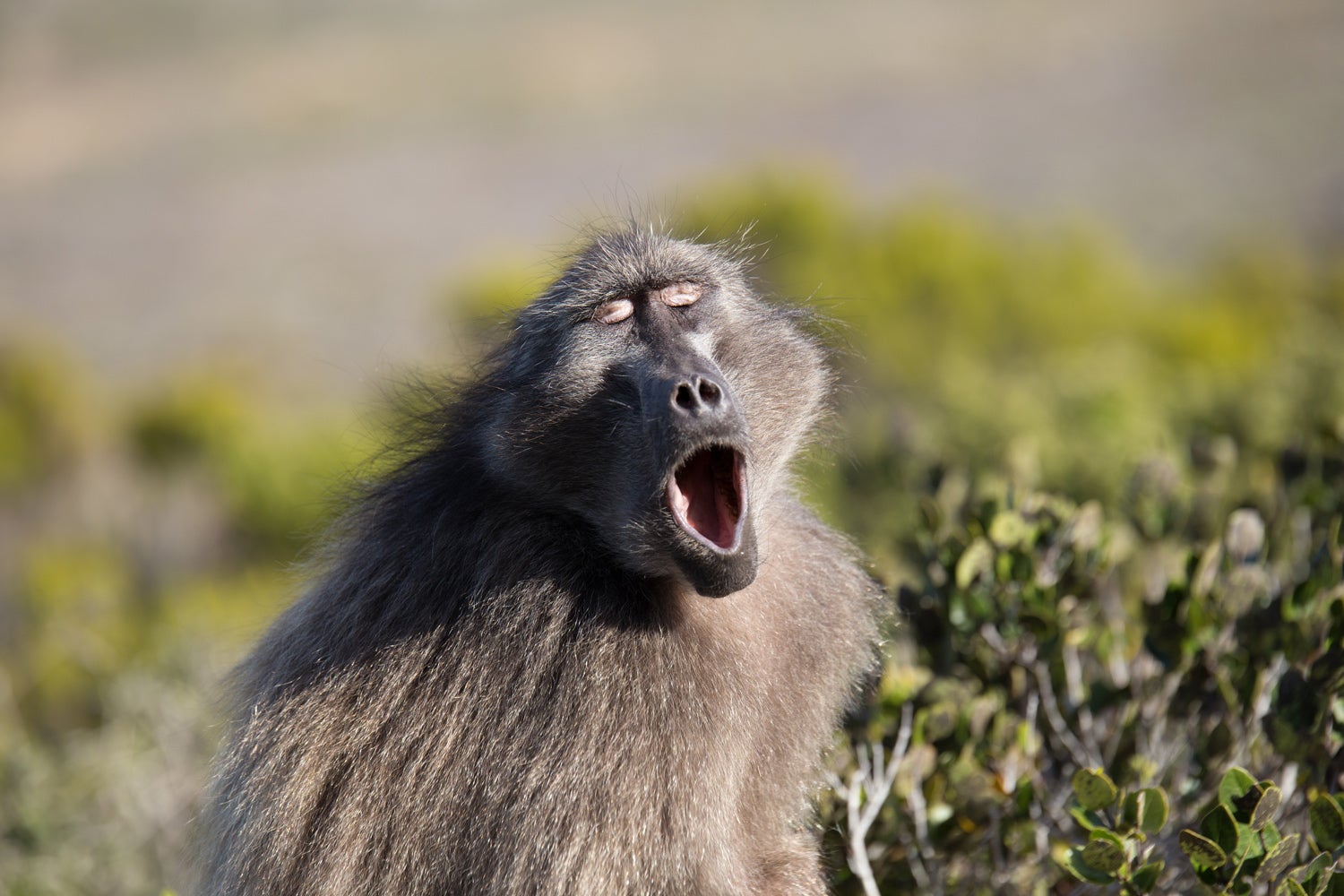 Monkey mouth sounds could push the evolution of speech back by 27 million  years